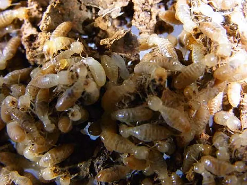Microcerotermes termites