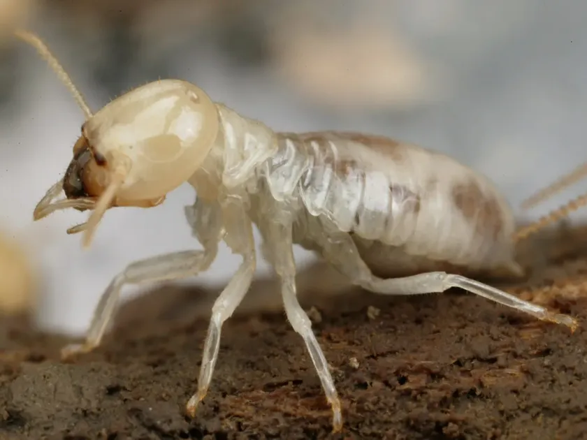 Microcerotermes losbanosensis