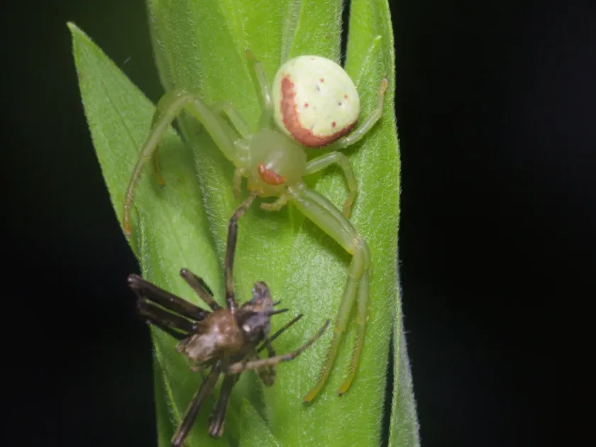 Crab spider