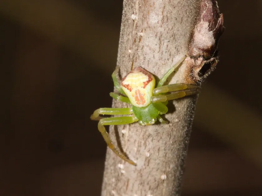 Ebrechtella tricuspidata
