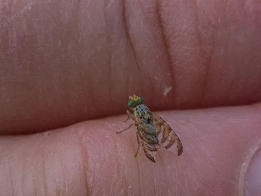 Amber fruit fly