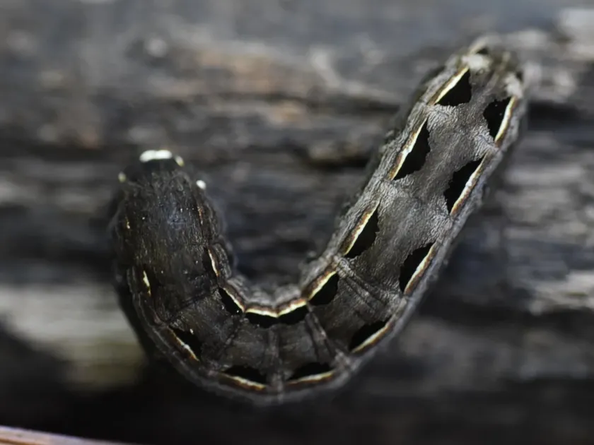Broad-banded moth