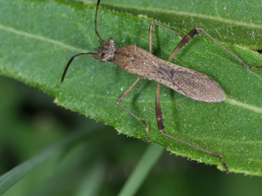 Neomegalotomus