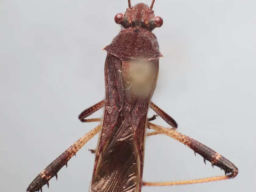 Neomegalotomus parvus