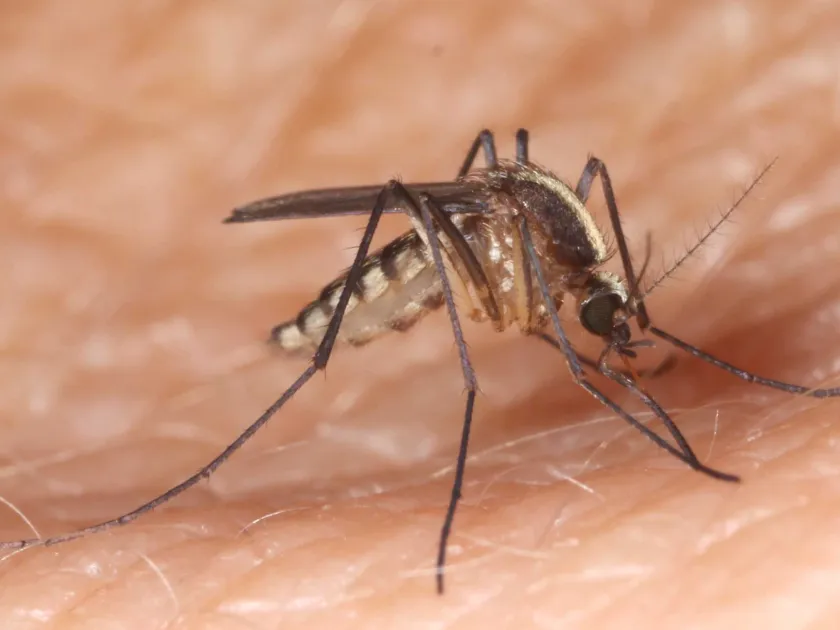 Dupree mosquito