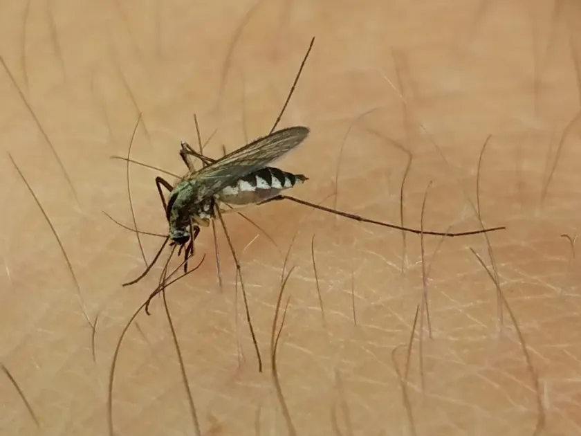 Trivittatus mosquito