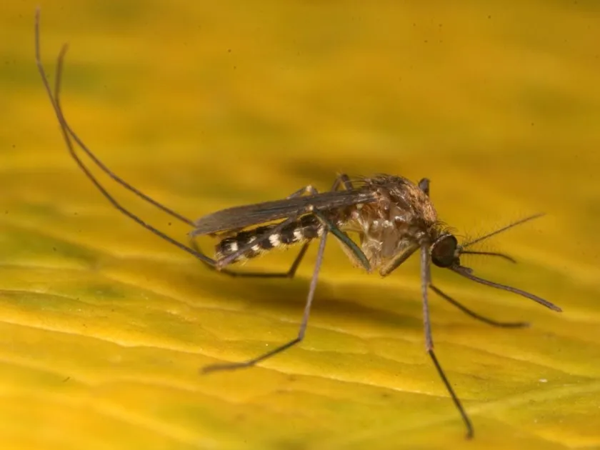 Culex erraticus