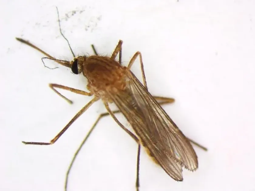 Комар Culex erythrothorax