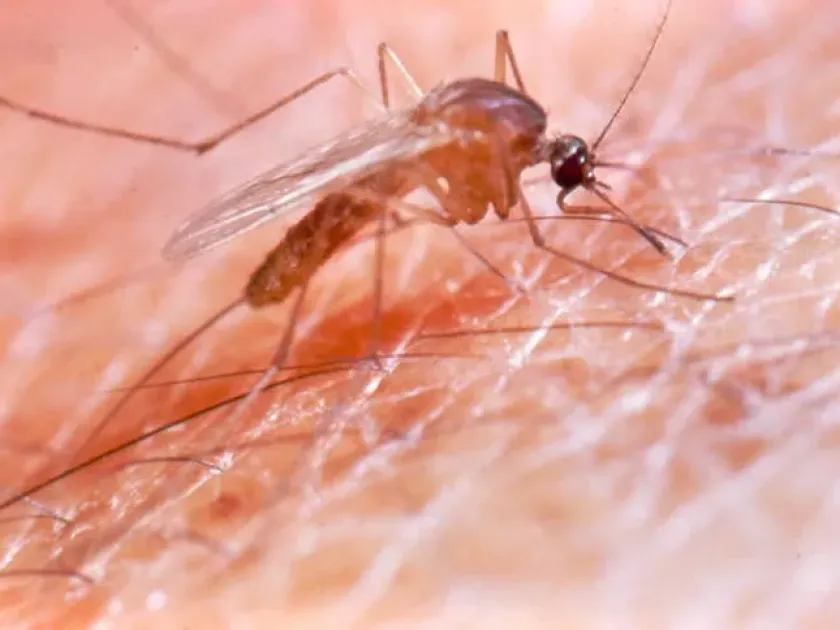 Culex stigmatosoma mosquito