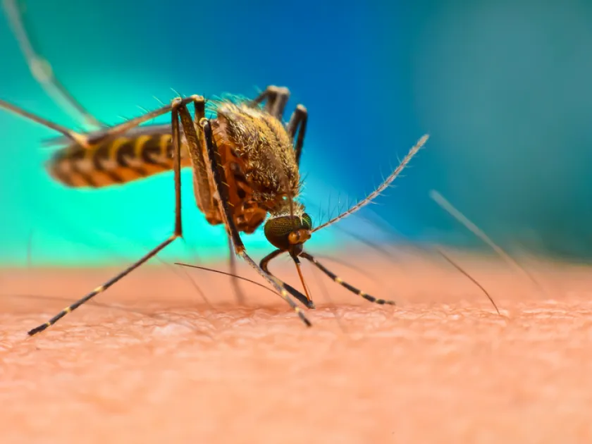 Aedes melanimon