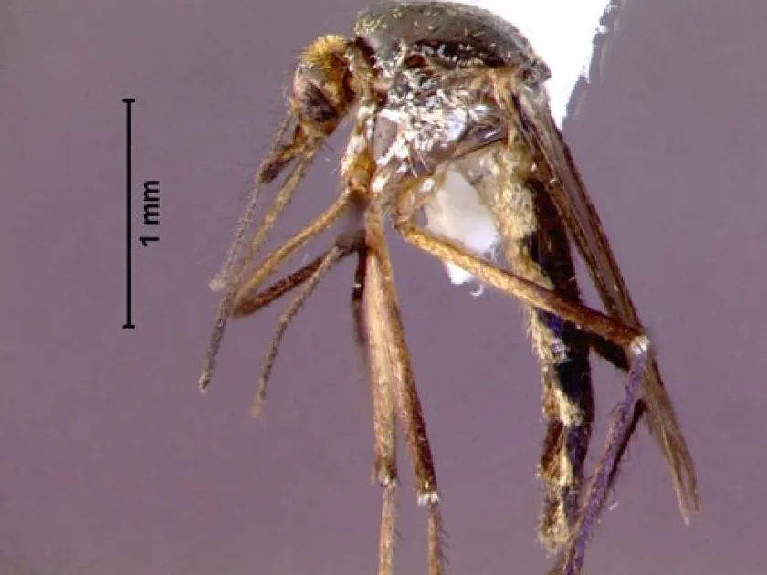 Psorophora ferox