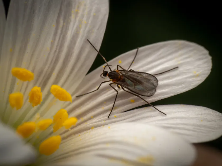 Lentil gall midge