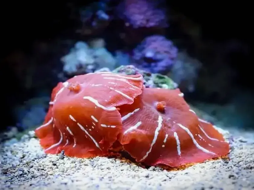 Discosoma neglecta