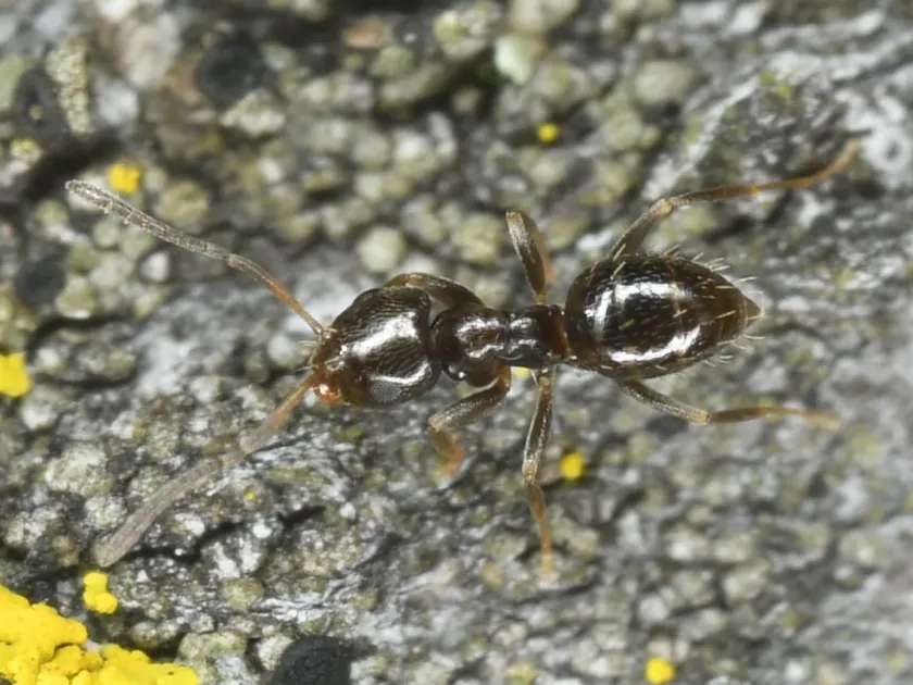 Dark rover ant