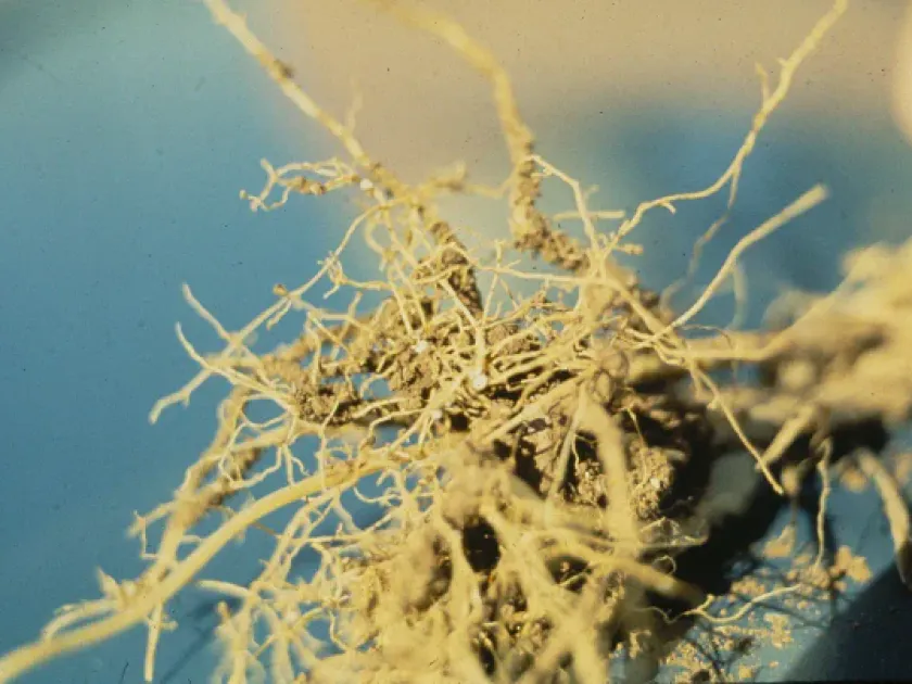 Oat cyst nematode