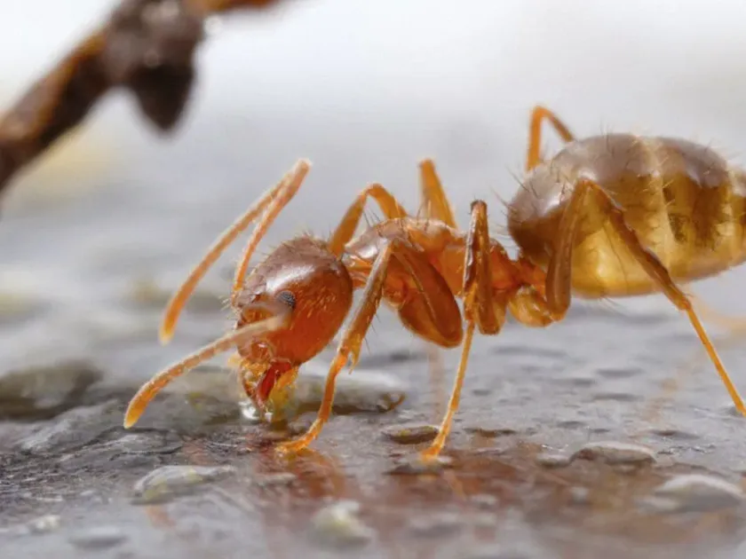 Безумный муравей Расберри