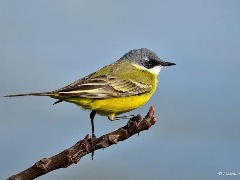 Yellow wagtail