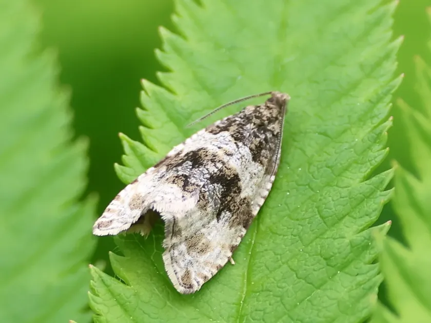 Garden Rose Tortrix