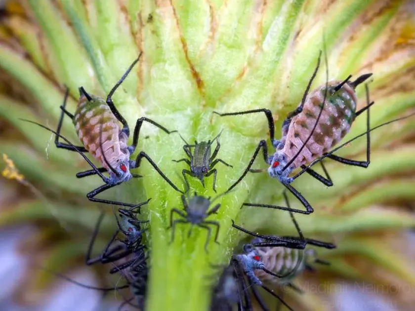 Tansy aphid
