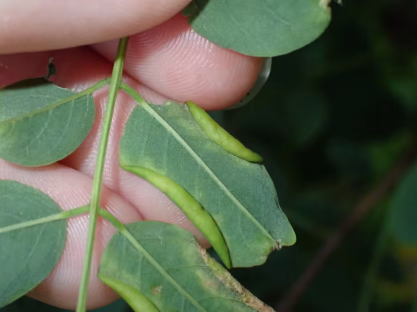 Oak gall midge