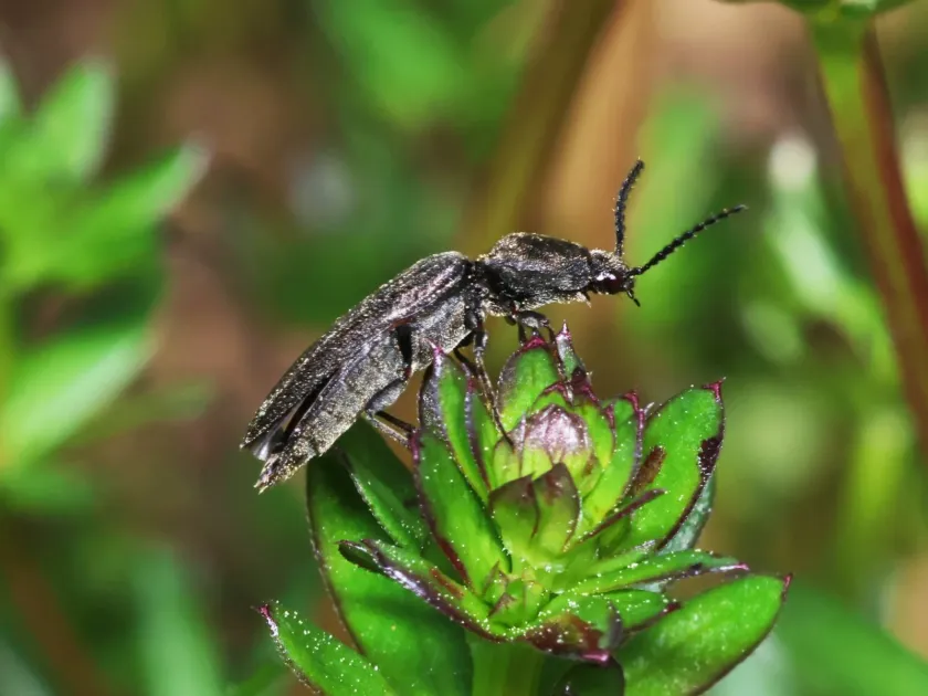 Click beetle