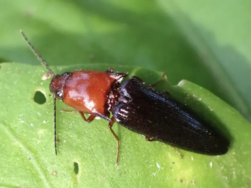 Neodiploconus click beetle