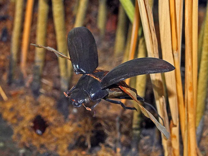 Great silver water beetle