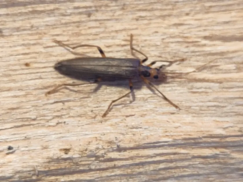 False blister beetle