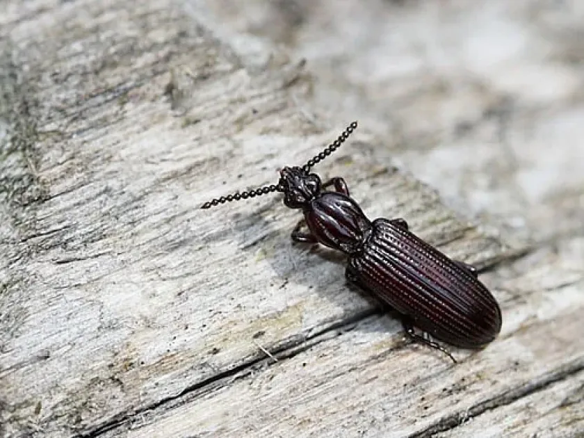 Rhysodes