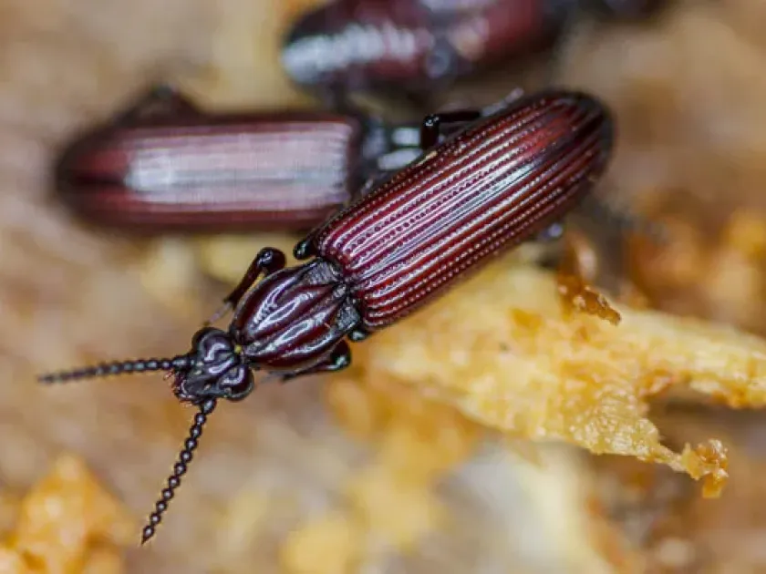 Wrinkled bark beetle