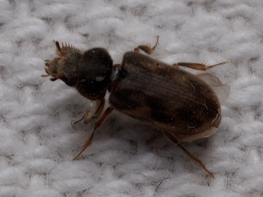 Variegated mud-loving beetle