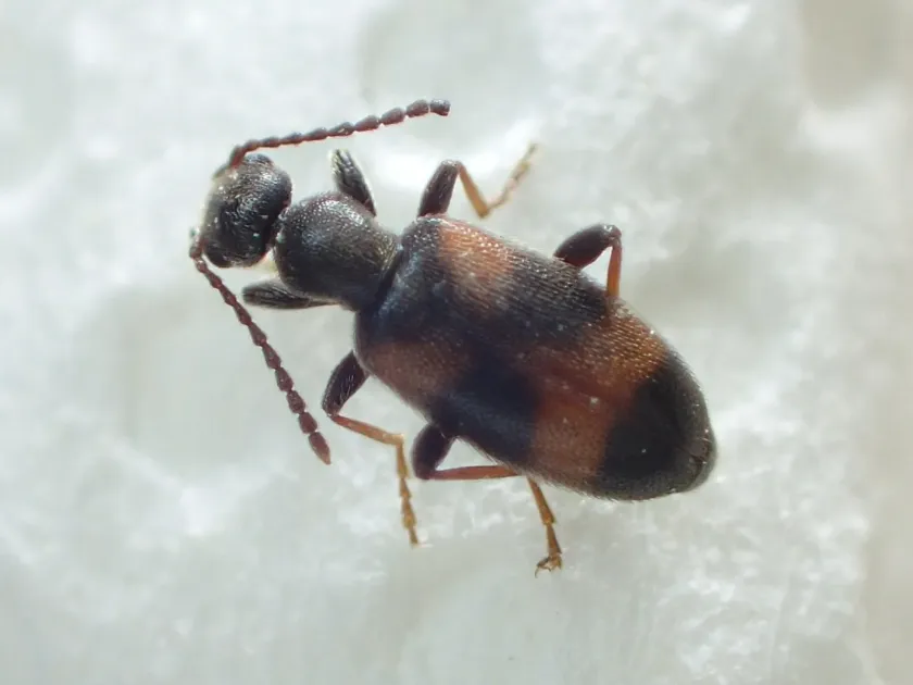 Anthicus antherinus