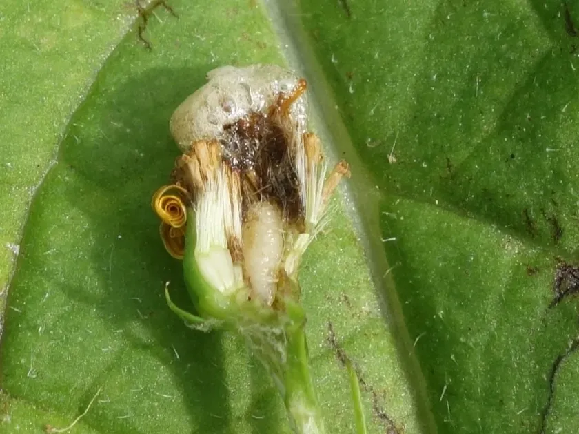 Senecio fly