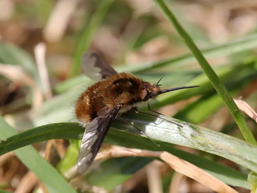 Жужжала
