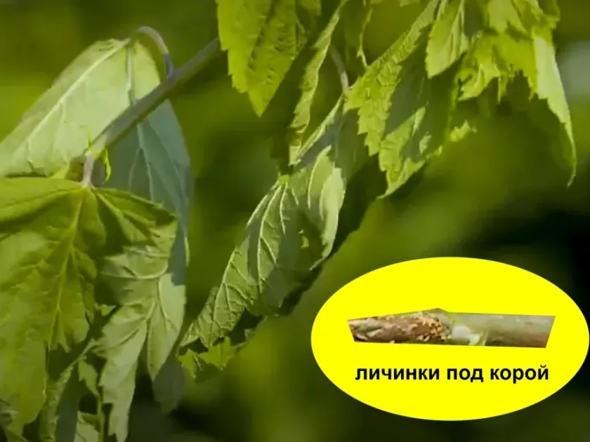 Currant shoot midge