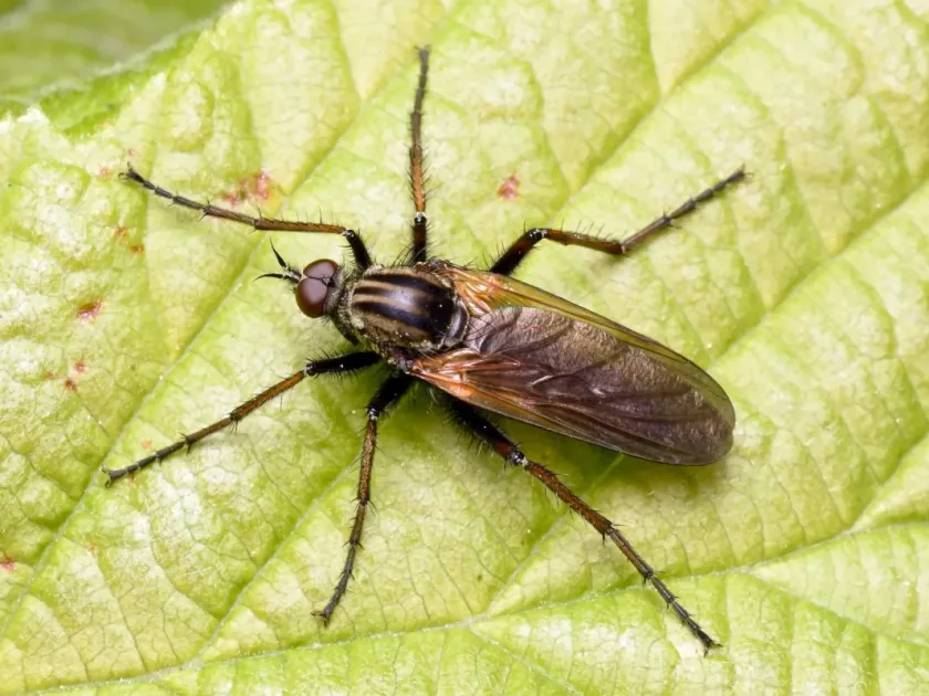 Dance flies