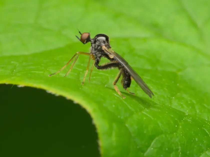Hybos femoratus
