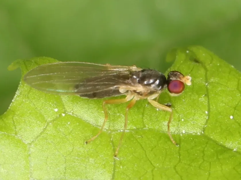 Carrot rust fly