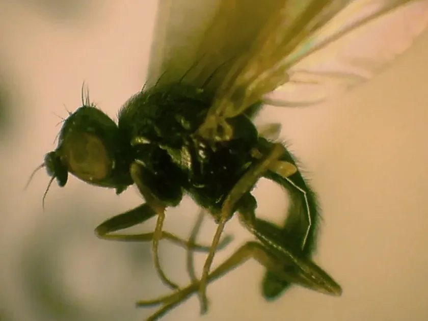 Carrot rust fly