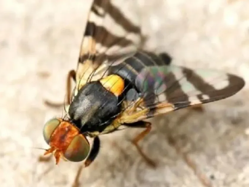 Melon fly
