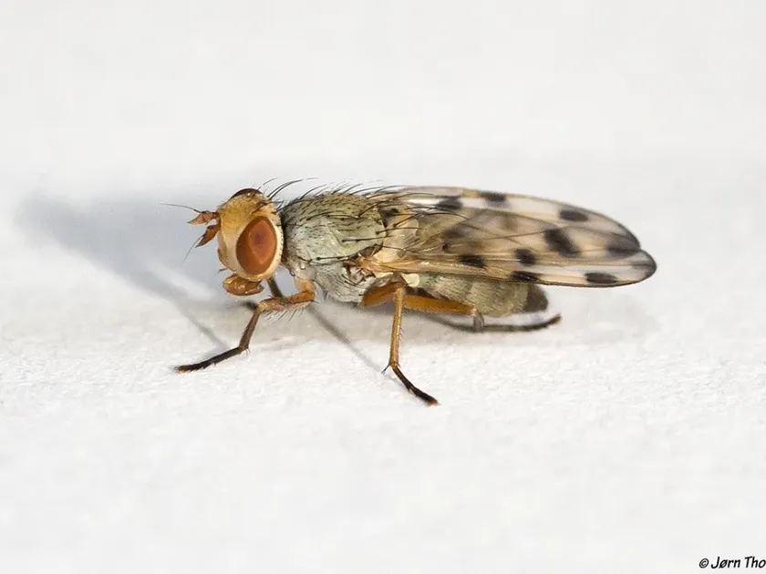 Melieria