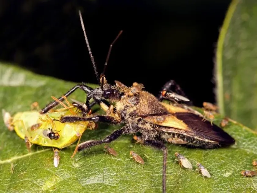 Milichiella lacteipennis