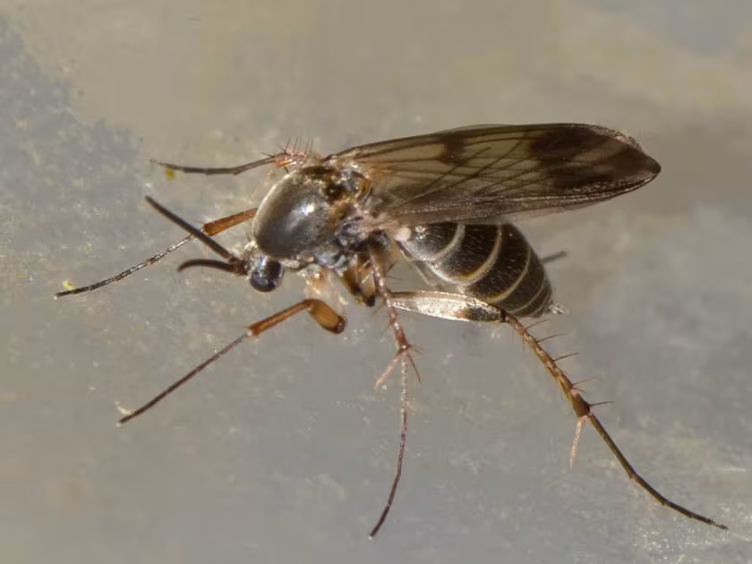 Dynatosoma fuscicorne