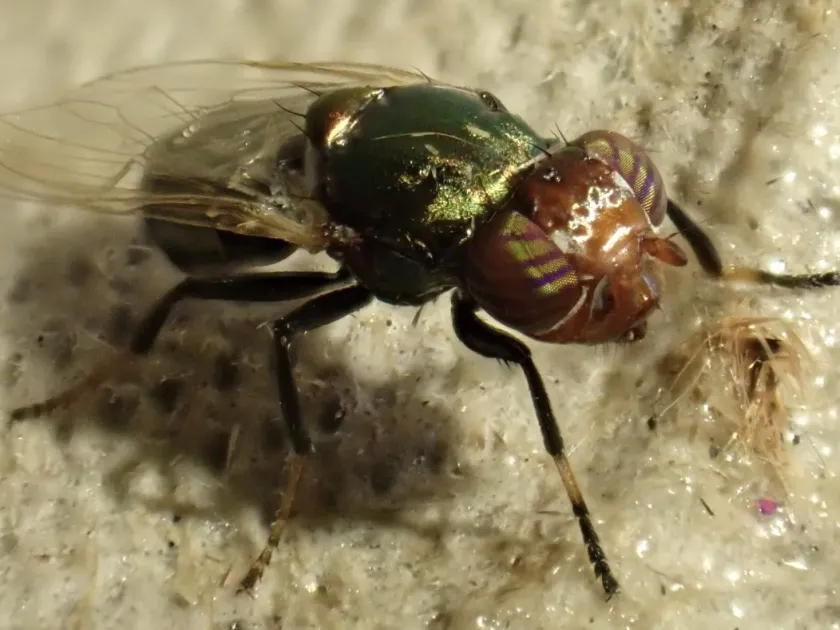 Black scavenger fly