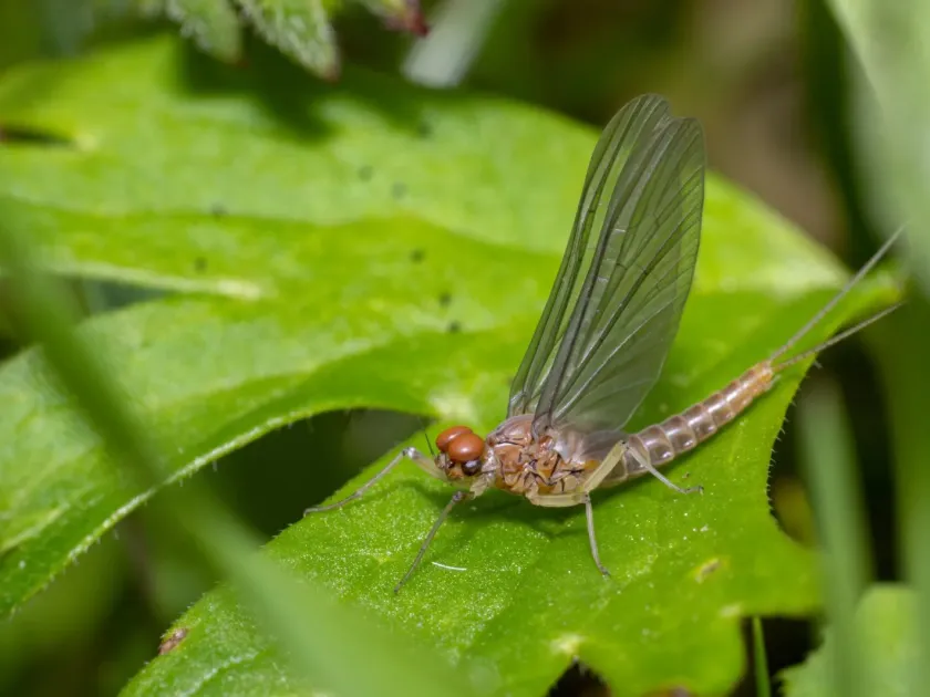 Mayfly