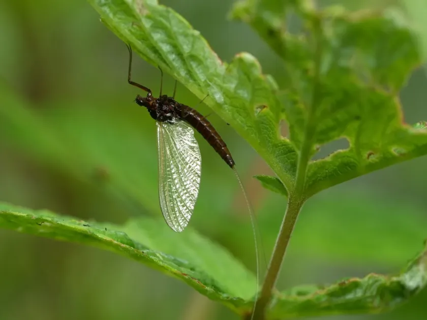 Leptophlebia vespertina