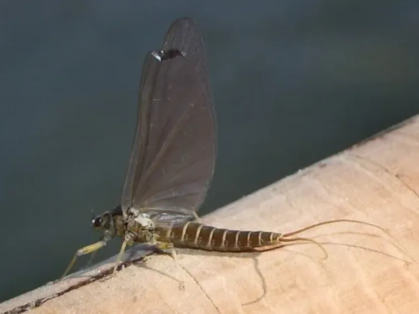 Siphlonurus lacustris