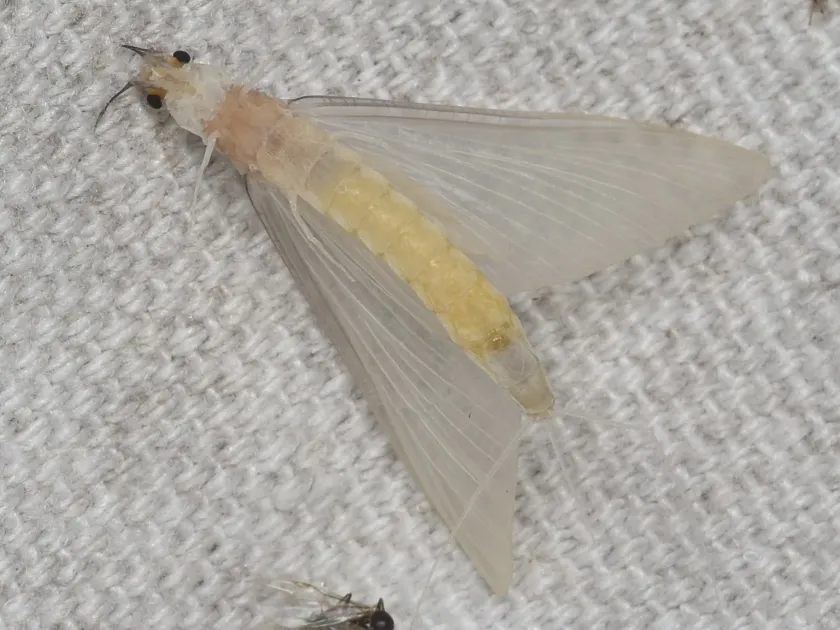 Ephoron virgo