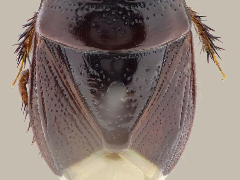 Burrowing bug