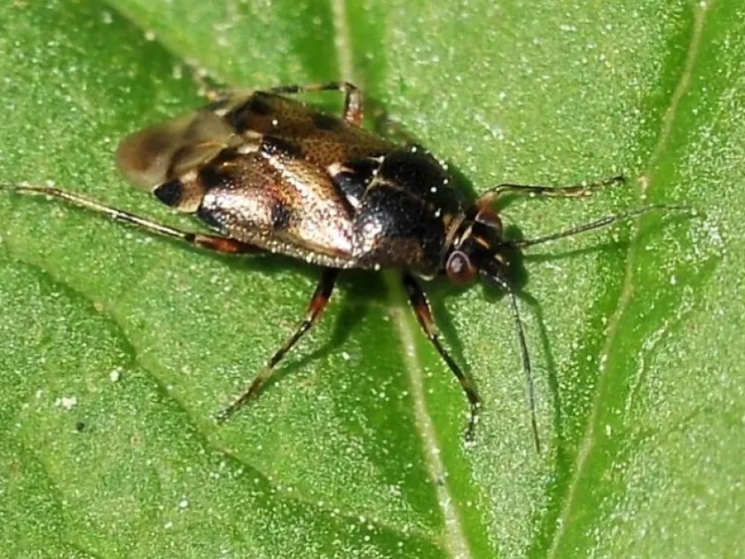 Capsus
